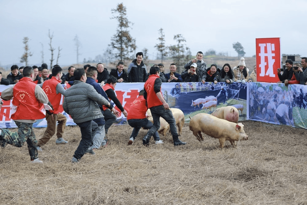 抓福猪、逛雪乡……过个热气腾腾烟火年！开元棋牌长沙春节攻略丨来雨花！遛萌娃、(图3)
